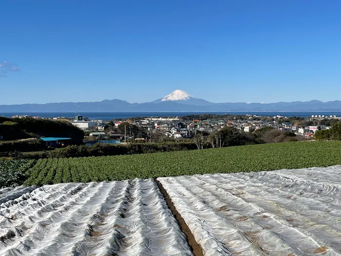 畑から見える富士山